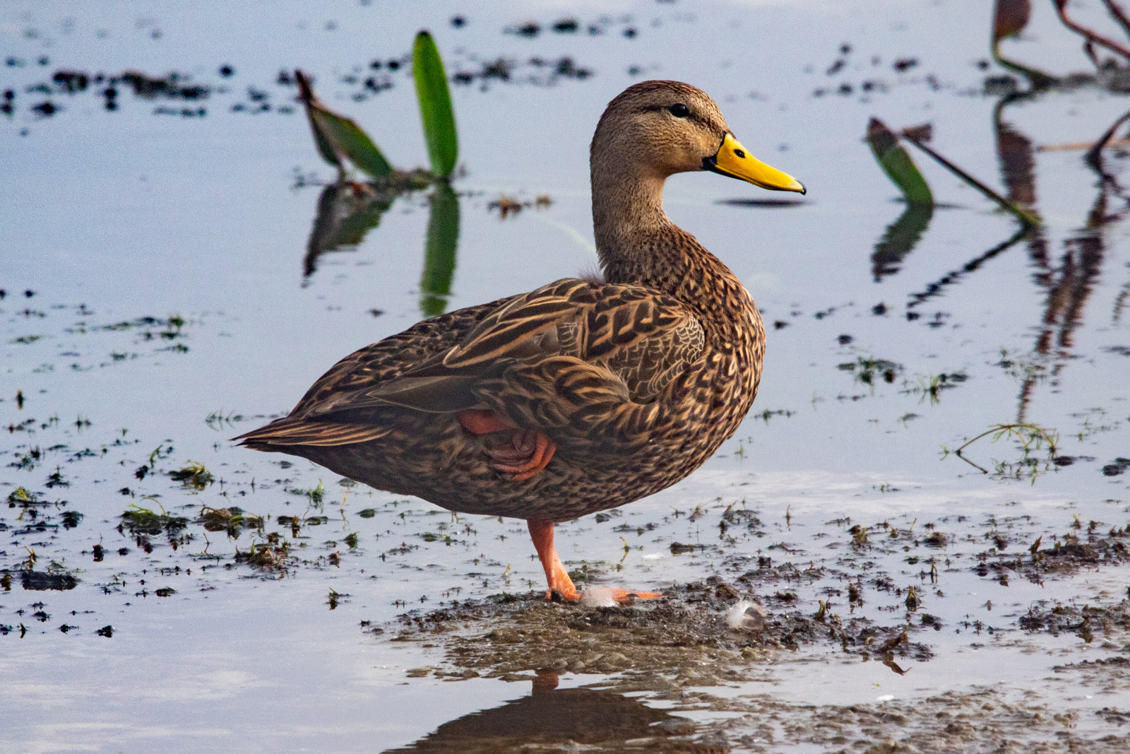 image Mottled Duck